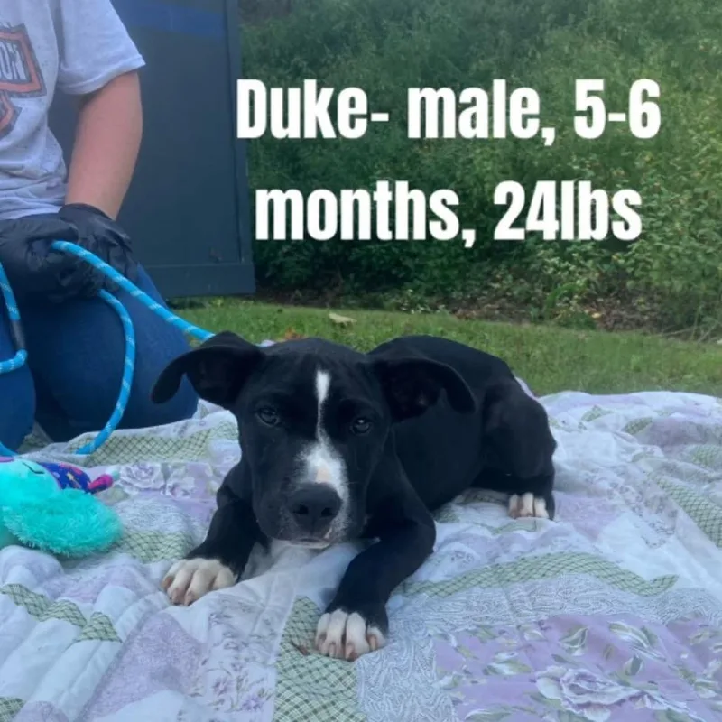 A young medium-sized male Pit Bull Terrier dog named Duke for adoption in Alexandria, VA