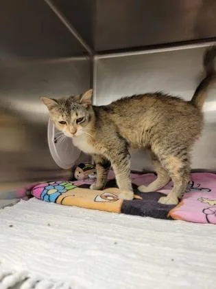 An adult medium-sized female Domestic Short Hair cat named Fable for adoption in Fergus Falls, MN