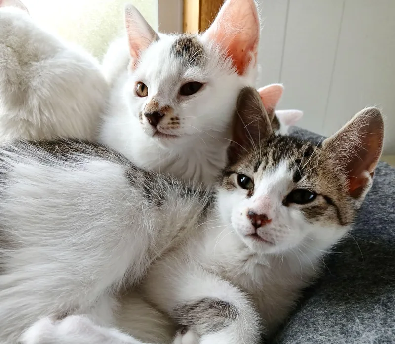 Eze & Eve