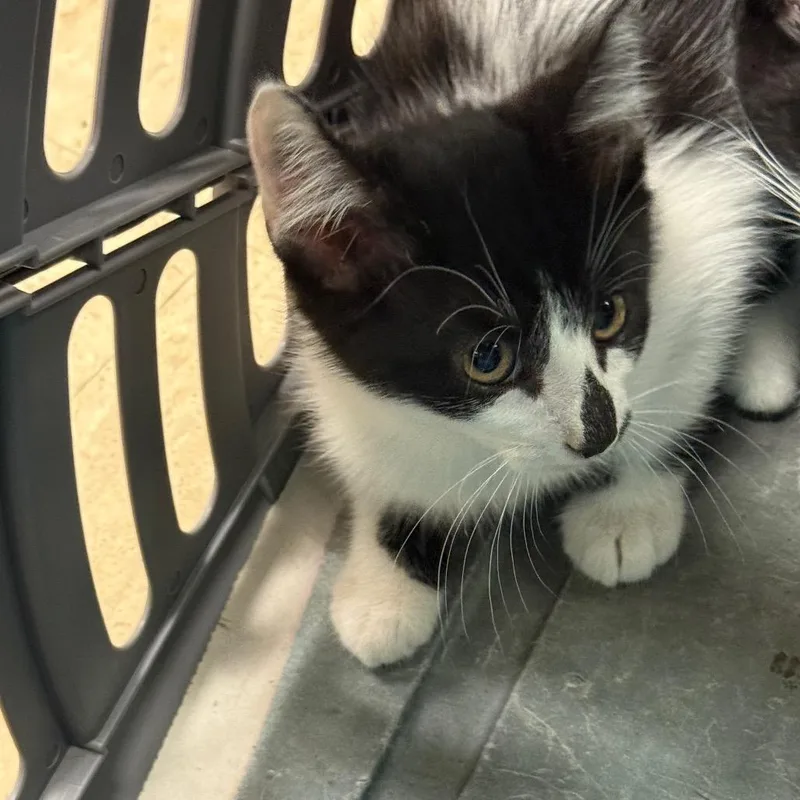A baby small-sized male White Domestic Short Hair cat named Frankie for adoption in Birmingham, AL