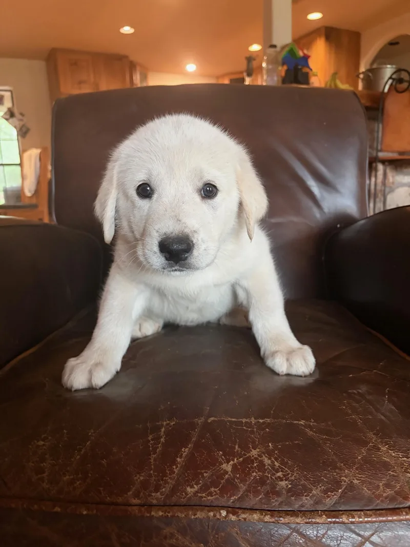 Butch Atx thumbnail 2