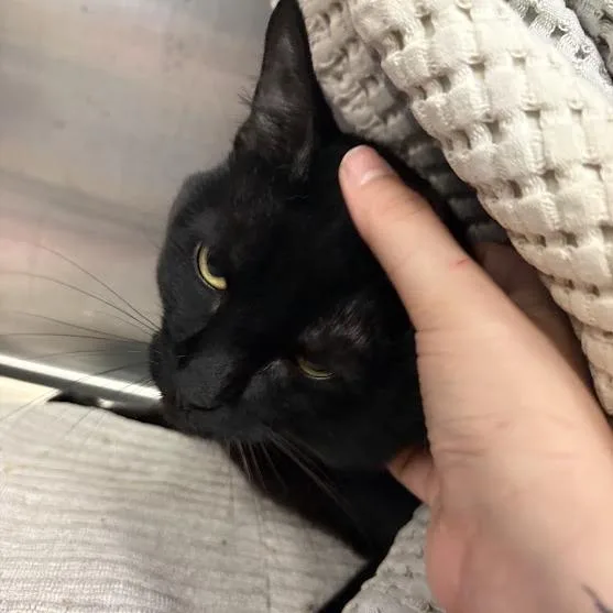 An adult large-sized male Black Domestic Medium Hair cat named Frederick for adoption in Pittsburgh, PA