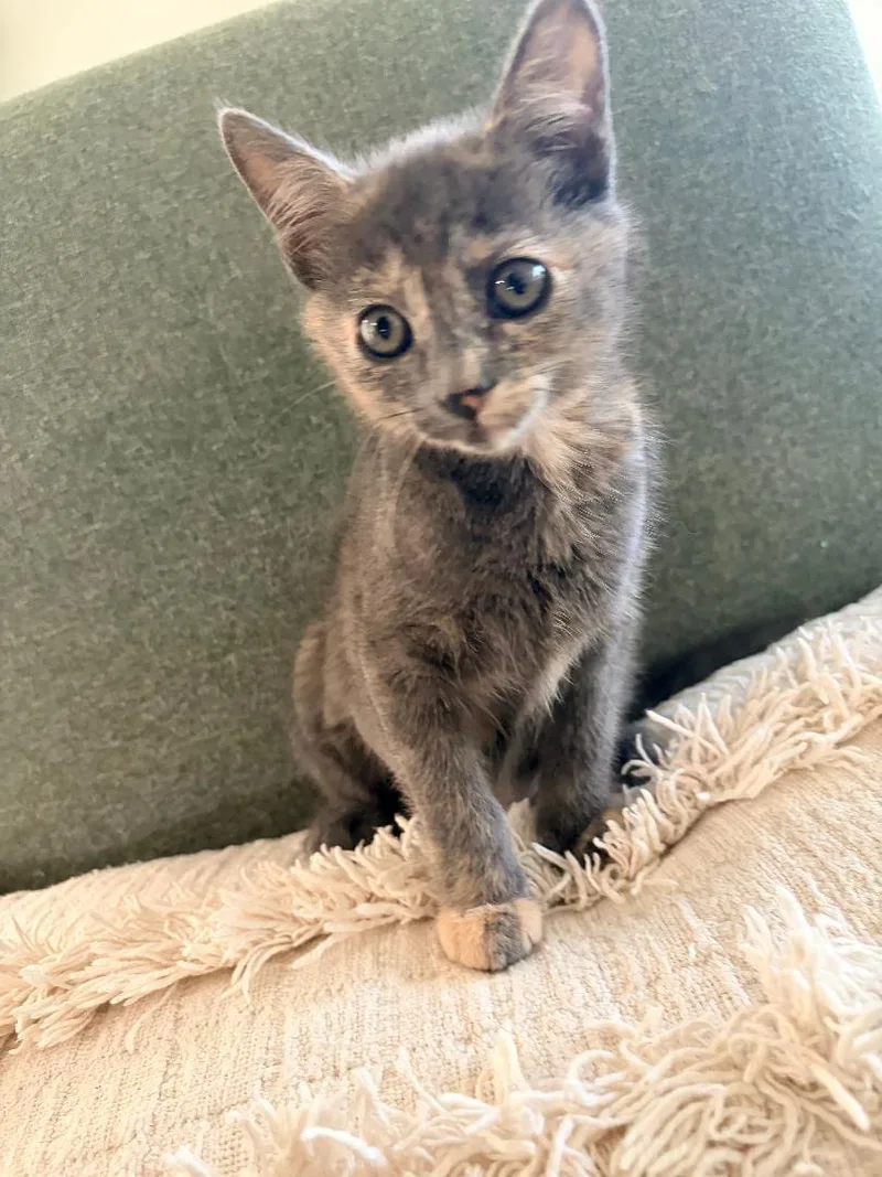 A baby medium-sized female Dilute Tortoiseshell Domestic Short Hair cat named Mari for adoption in Pasco, WA