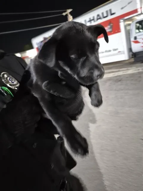 A baby small-sized female Labrador Retriever dog named Sharona for adoption in San Antonio, TX