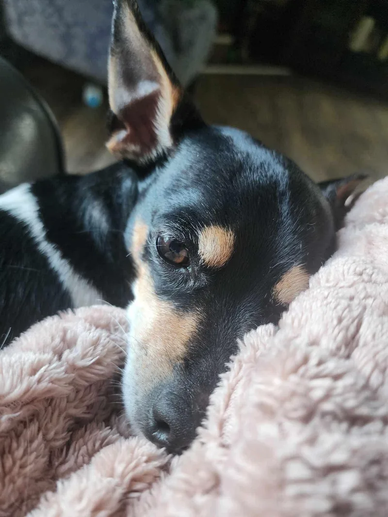 Lilly