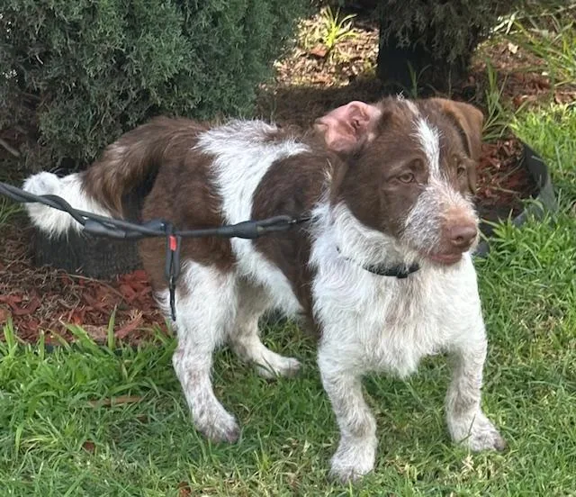 Charlie Brown thumbnail 3