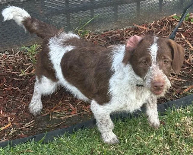 Charlie Brown thumbnail 4