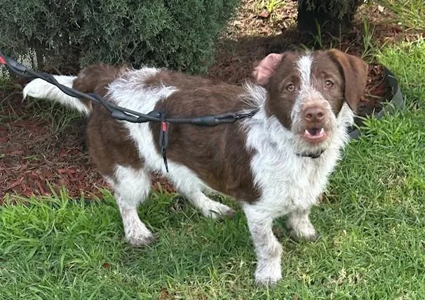 Charlie Brown thumbnail 5