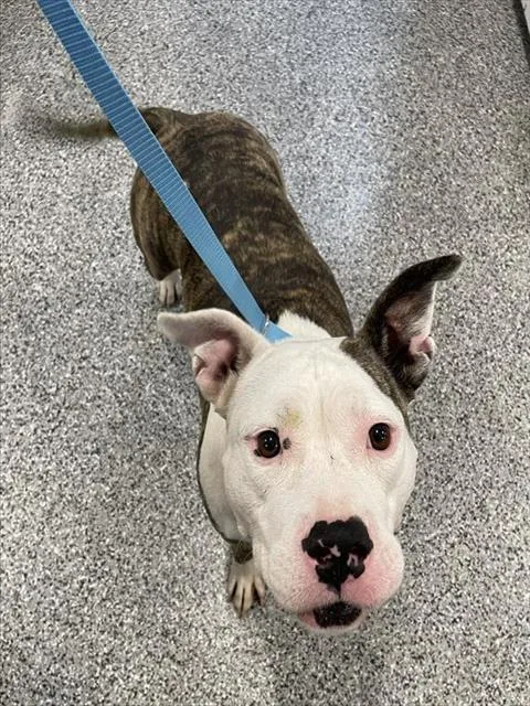 A young medium-sized female Mixed Breed dog named Sugar Plum for adoption in Palmetto, FL
