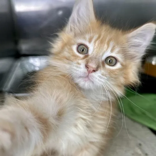 A baby small-sized male Orange / Red Domestic Medium Hair cat named Ernie for adoption in Matteson, IL
