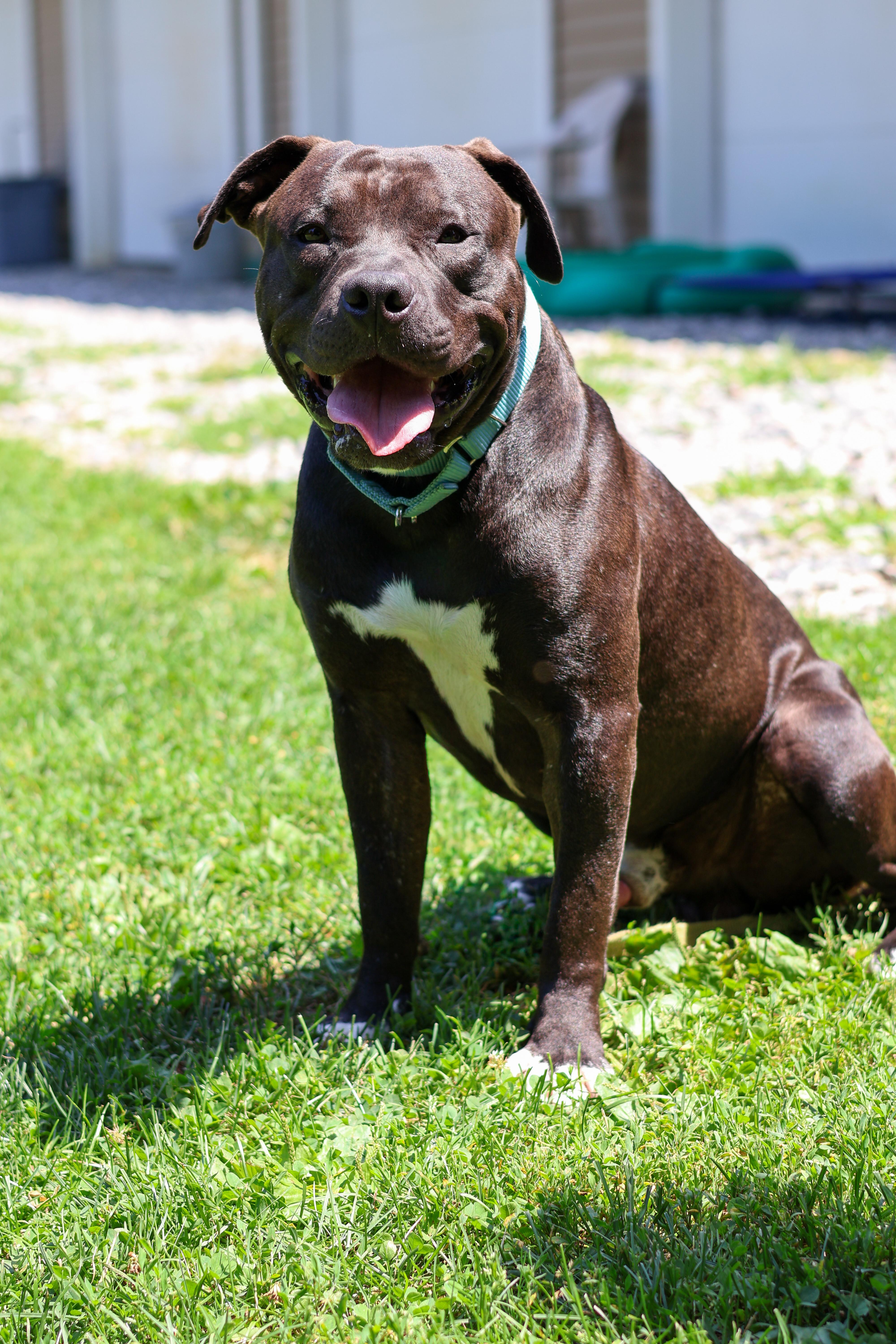 An adult large-sized male Pit Bull Terrier dog named Scooter for adoption in Terryville, CT