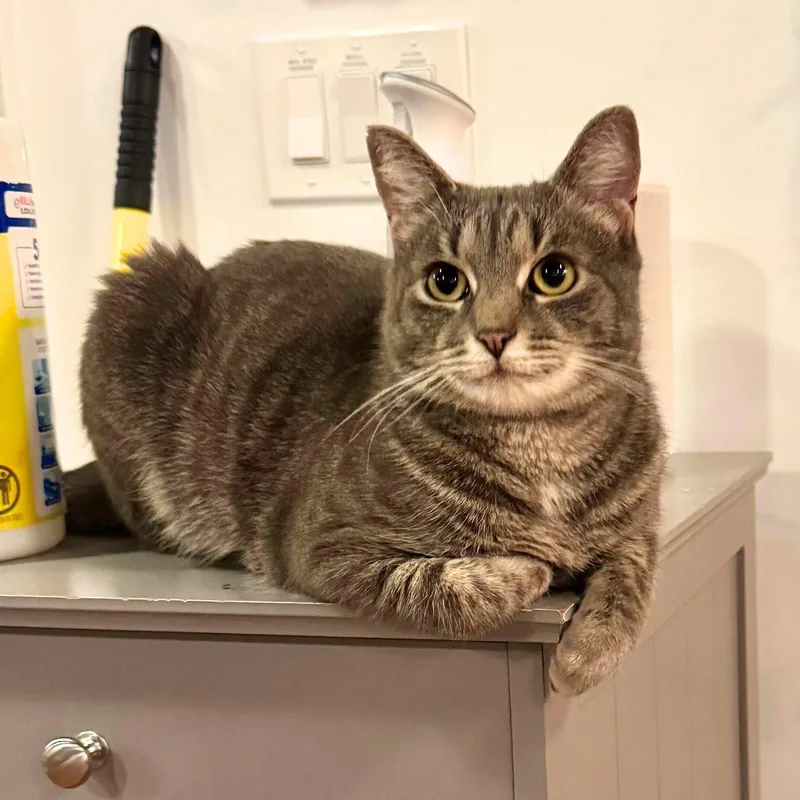 An adult medium-sized male Domestic Short Hair cat named Wishy Washy for adoption in Brooklyn, NY