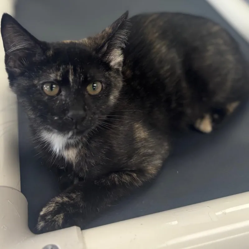 A baby small-sized female Black Domestic Short Hair cat named Kiara for adoption in Marshalltown, IA
