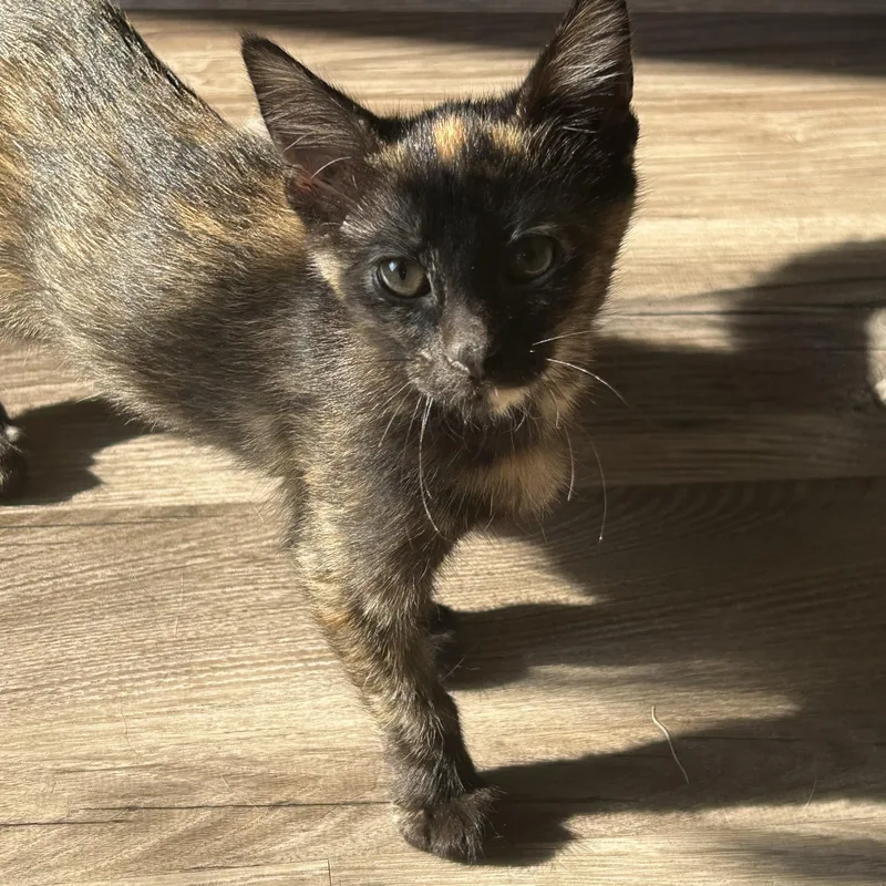A baby small-sized female Tortoiseshell Domestic Short Hair cat named Coco for adoption in Tulsa, OK