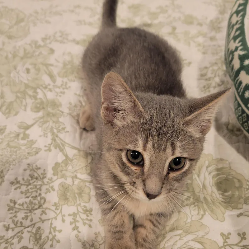 A baby medium-sized female Tabby (Gray / Blue / Silver) Tabby cat named Mirabelle for adoption in Pawleys Island, SC