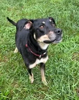 An adult large-sized female Tricolor (Brown, Black, & White) Labrador Retriever dog named Sally for adoption in Mocksville, NC