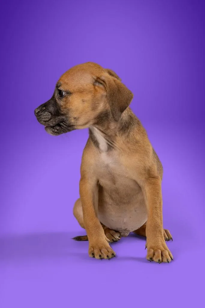 A young medium-sized male Terrier dog named Nick Young for adoption in Tyler, TX