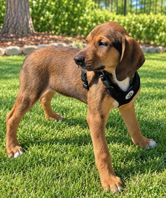 Puppy Connor thumbnail 3
