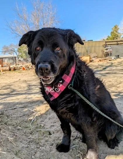 An adult large-sized female Black Chow Chow dog named Bobo for adoption in Ventura, CA