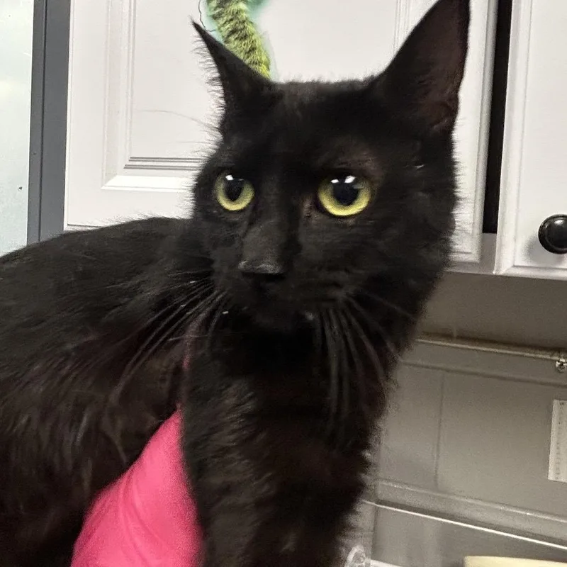 An adult medium-sized female Black Domestic Short Hair cat named Midnight for adoption in Greenville, SC