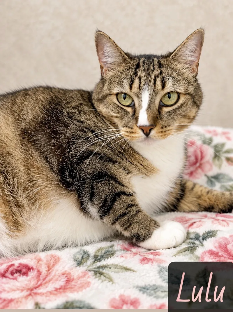 A senior large-sized female Domestic Short Hair cat named Lulu for adoption in Englewood, FL