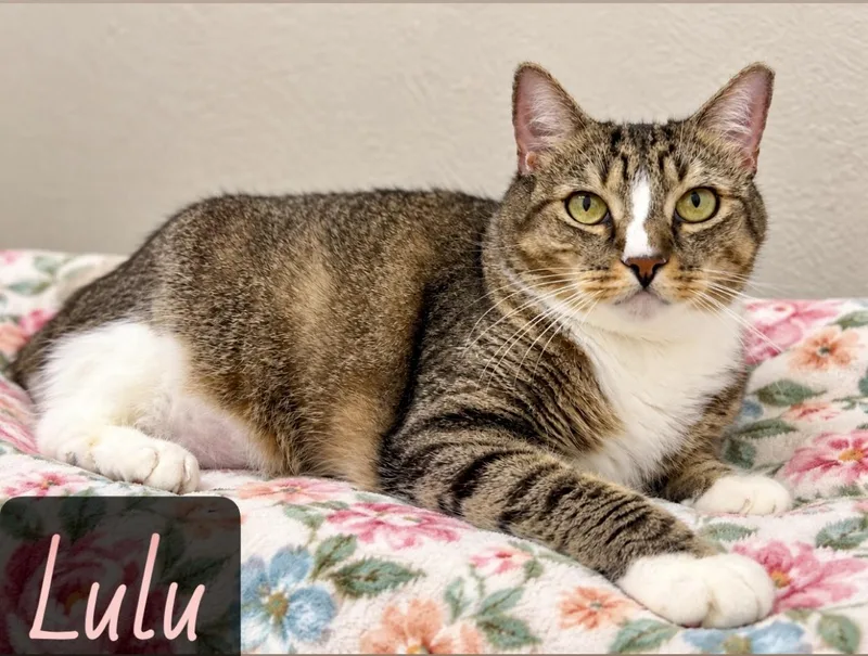 Lulu thumbnail 2