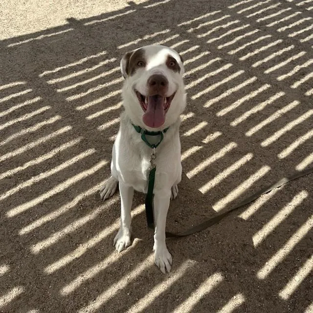 An adult large-sized male Pit Bull Terrier dog named Ranger for adoption in Thousand Palms, CA