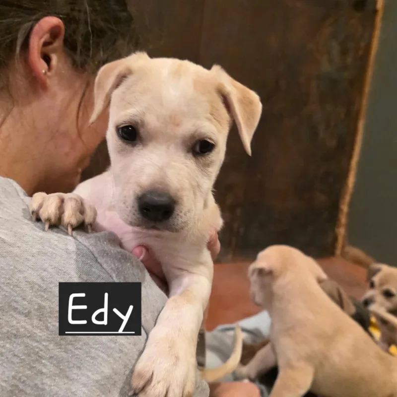 Edy thumbnail 4