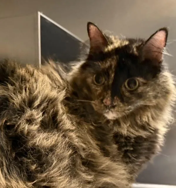 A senior small-sized female Domestic Long Hair cat named Sally for adoption in Golden, CO
