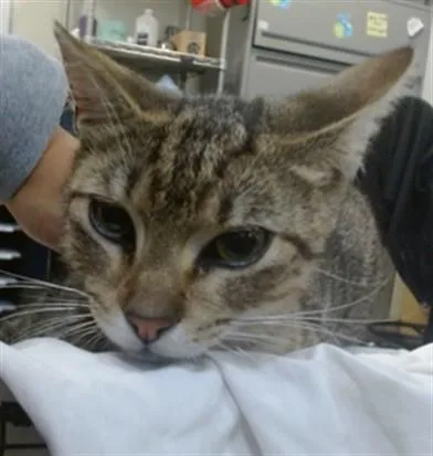 A young small-sized male Domestic Short Hair cat named Bobby for adoption in Miami, FL