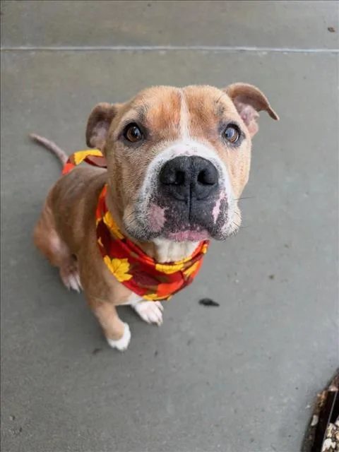 An adult medium-sized male Pit Bull Terrier dog named Merle The Squirrel for adoption in Tulsa, OK