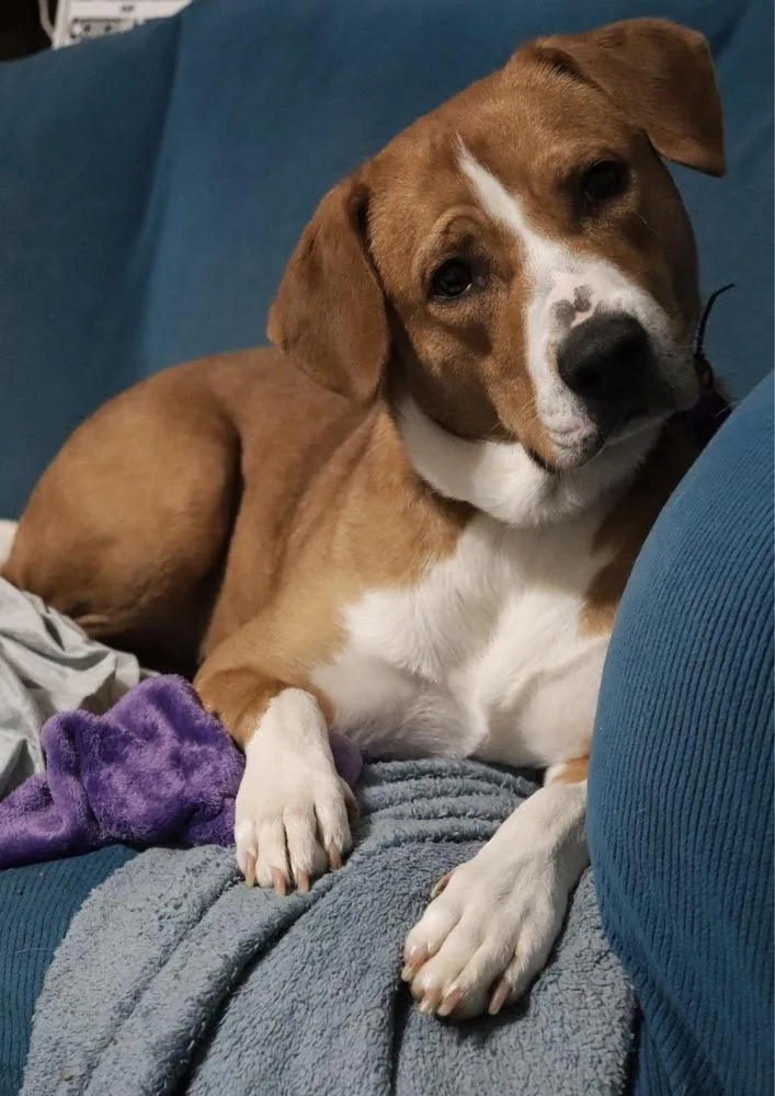 An adult medium-sized female White / Cream Foxhound dog named Bonnie for adoption in Tulsa, OK