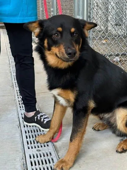 An adult medium-sized male Australian Kelpie dog named Rotini for adoption in Fergus Falls, MN