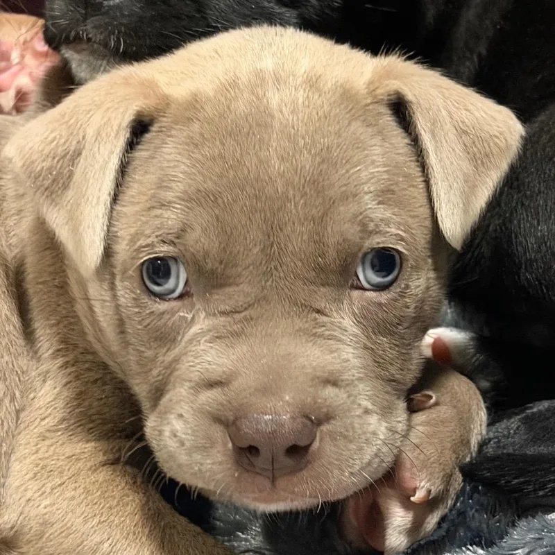 A baby small-sized male Gray / Blue / Silver Anatolian Shepherd dog named Nico black for adoption in Greenfield, IN