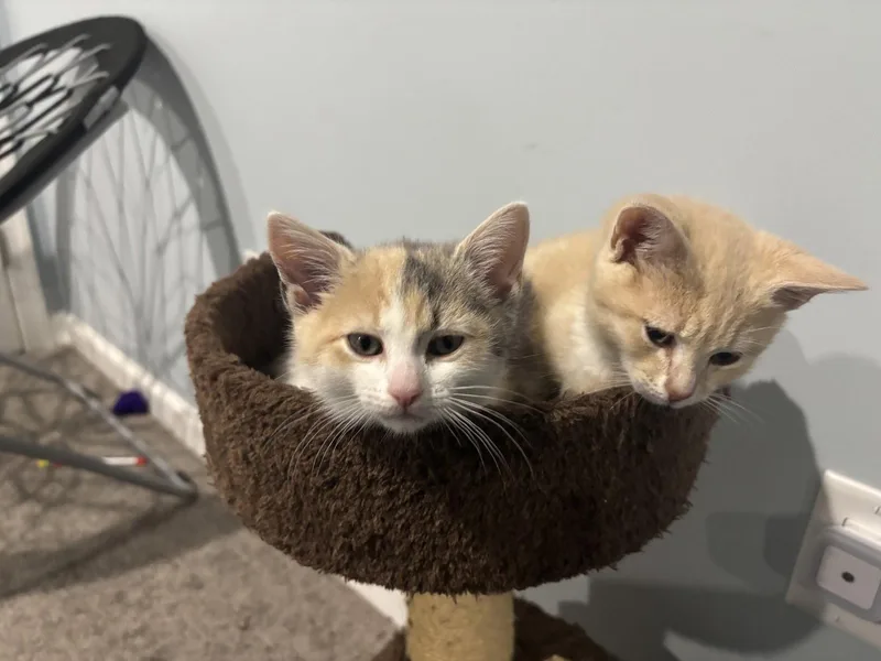 A baby medium-sized female Domestic Short Hair cat named Ruffles for adoption in Stewartsville, NJ