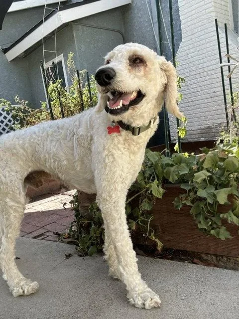 A young medium-sized male Standard Poodle dog named Dashie for adoption in San Diego, CA