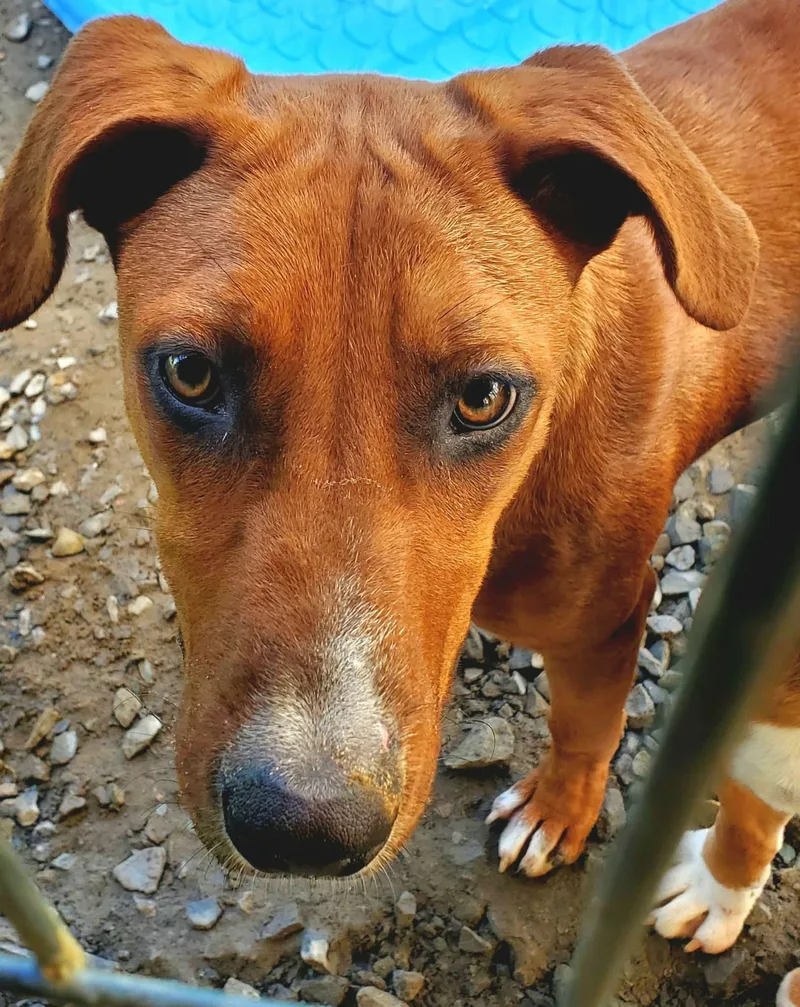 A young medium-sized female Merle (Red) Mixed Breed dog named Red Dog for adoption in BONIFAY, FL