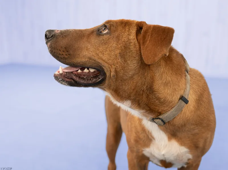Red Dog thumbnail 5