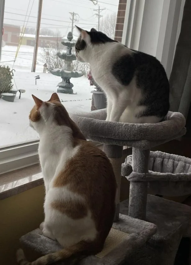 Rusty And Rosie thumbnail 4