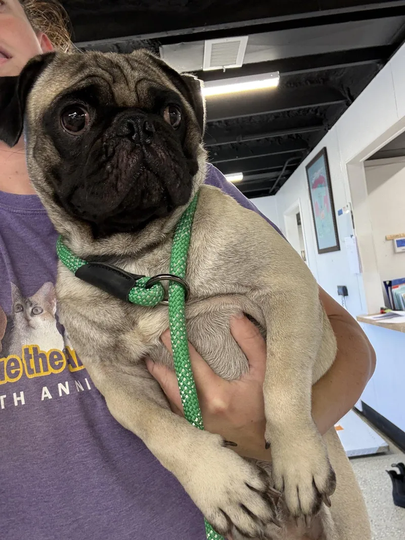 An adult small-sized male Pug dog named Bugsby for adoption in Blue Springs, MO
