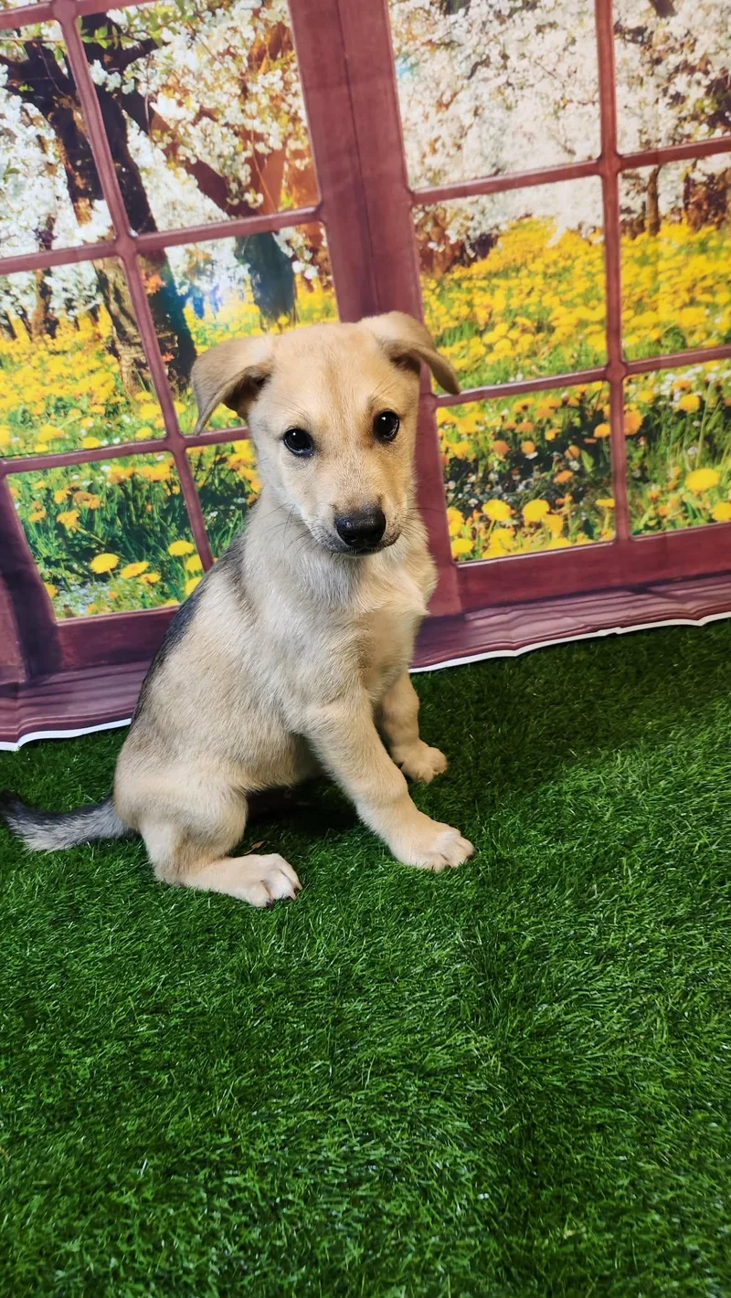 Blaze Dg thumbnail 2