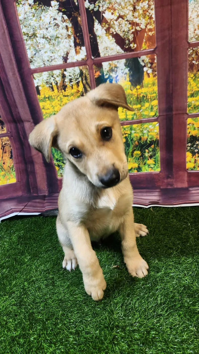 Blaze Dg thumbnail 3