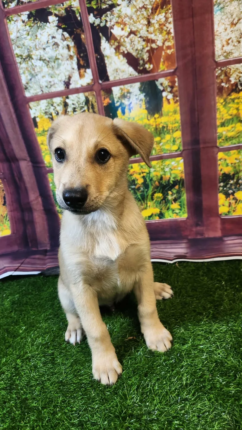 Blaze Dg thumbnail 4