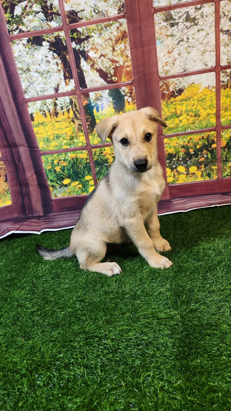 Blaze Dg thumbnail 5