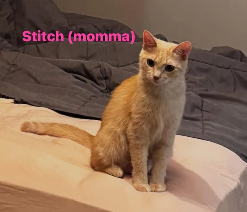 An adult medium-sized female Domestic Short Hair cat named Stitch for adoption in Cowlesville, NY