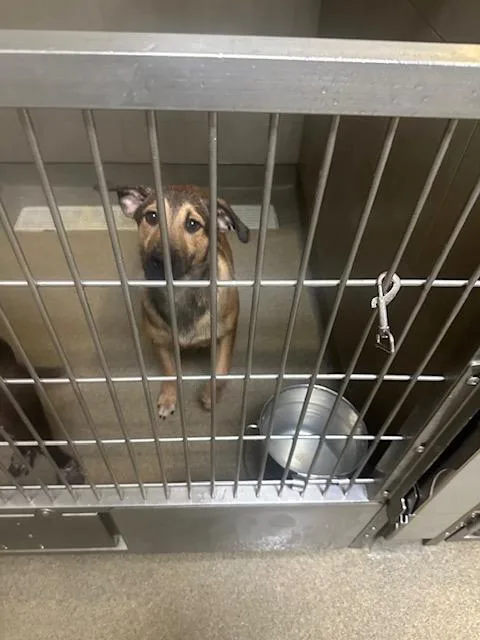 A baby small-sized male Mixed Breed dog named North Elm Chucky for adoption in Rome, GA