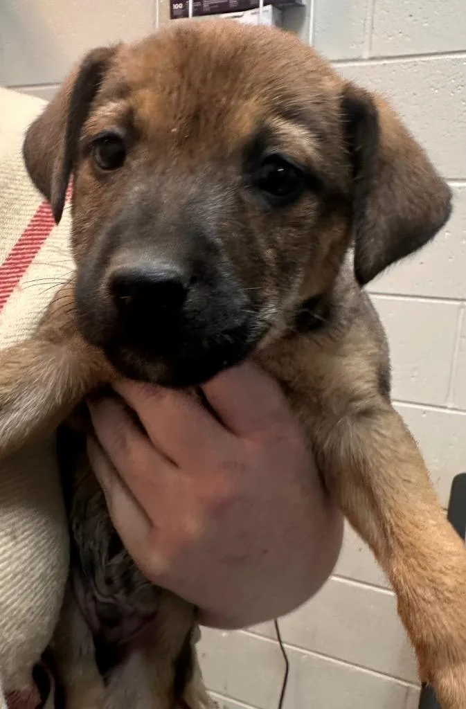 North Elm Chucky thumbnail 2