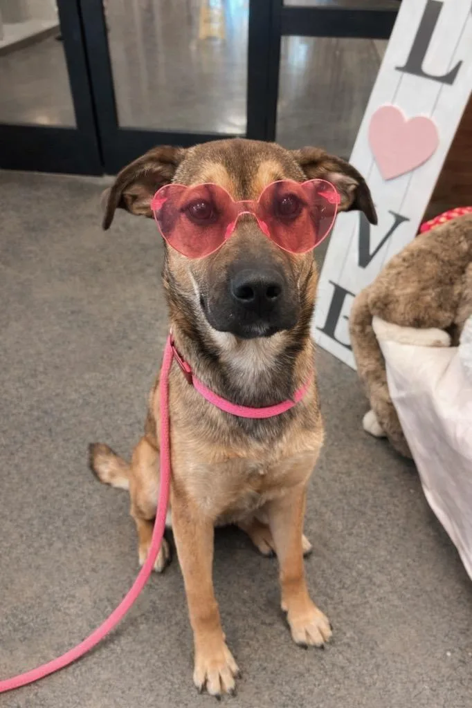 North Elm Chucky thumbnail 3