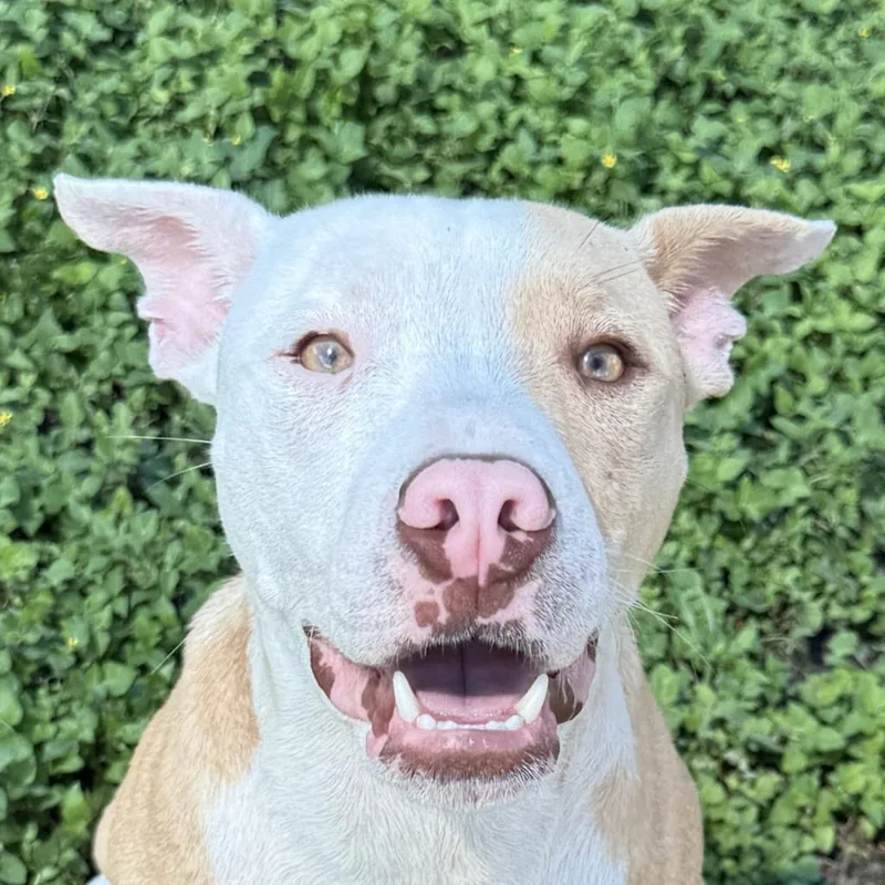 A baby medium-sized male Pit Bull Terrier dog named Dale for adoption in Brenham, TX