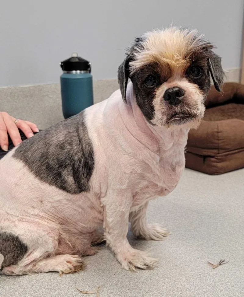 A senior large-sized male Shih Tzu dog named Chase William for adoption in Chillicothe, OH